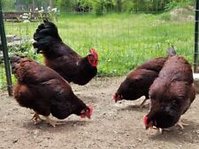 12  Heritage Rhode Island Red Chicken Hatching Eggs