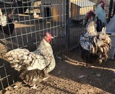 6 Silver Laced Orpington Hatching Eggs