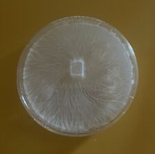 Mushroom Mycelium On Agar