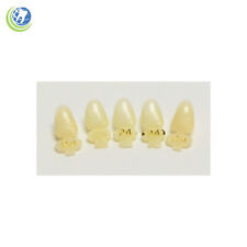 Dental Polycarbonate Temporary Crowns 24 Url Upper Right Lateral 5pack