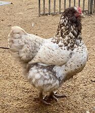 6 Chocolate Silver Laced Orpington Cross Chicken Hatching Eggs They Are Stunning