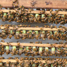 100pcs Beekeeping Queen Cell Cups Royal Cups Queen Rearing Equip