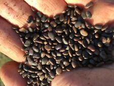 Black Locust Seeds 200 Robinia Pseudoacacia Easy To Germinate Nitrogen Fixer