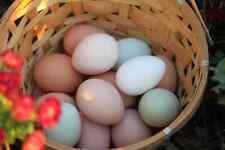 Best Hatching Eggs One Dozen Ameraucana White Leghorn Rhode Island Red