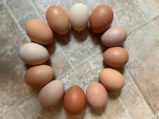 12 Fertile Chicken Hatching Eggs Barnyard Mix Fresh Rare Breed Possible