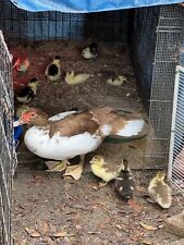 Muscovy Duck Hatching 8 Eggs Rare Colors Pure Breed Show Quality