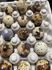 20jumbo Brown Coturnix Quail Hatching Eggs
