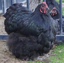 8 Black English Orpington Hatching Eggs- Giant And Super Fluffy - Cold Resistant