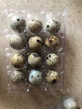 30 Fertile Hatching Jumbo Brown Coturnix Quail Eggs