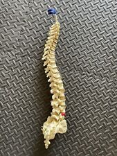 Medical Anatomical Spine Model