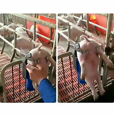 Piglet Castration Rack Pig Sterilization Tool Pig Castration Processing Facility