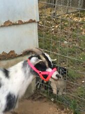 Carter Pet Supply Goat Or Llama Halter Hand Made Usa Tough Ups Shipping