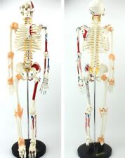 3385cm Flexible Skeleton Model With Muscle Paintedligament Medical Anatomy