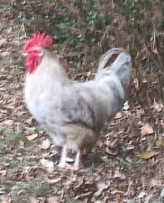 Rare Chicken Mix Hatching Eggs With English Orpington Rooster 1 Dozen