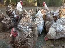 6 Chocolate Silver Laced Orpington Hatching Eggs Large Fowl