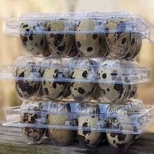 20 Fertile Hatching Jumbo Brown Coturnix Quail Eggs