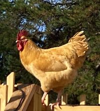 6 Farm Fresh Hatching Eggs Fancy Breeds On Sale Now Free Shipping