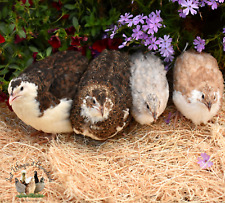 Hatching Eggs -18- Coturnix Quail - Fertile - Eating - Chicks - Free Shipping