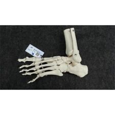 3b Scientific 1019358 Anatomy A311 Loose Footankle Skeleton Model Life Size