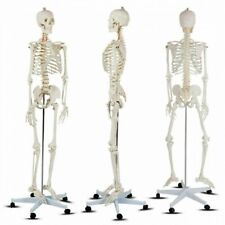 70.8 Life-size Skeleton Model Human Anatomy Medical Students Wrolling Stand