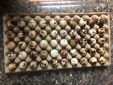 Jumbo Coturnix Quails Eggs For Hatching. 50 Eggsone-day Shipping