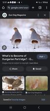 13 Fertile Hungarian Partridge Hatching Eggs Npip Certified.
