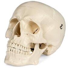 Medical Anatomical Skull Model - 11 Life Size Replica Anatomy Adult Human He...