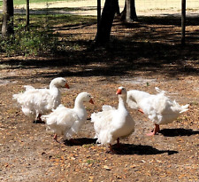 Sebastopol Goose Eggs White Geese Fertile Hatching Set Of Four 4