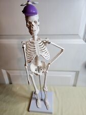 Anatomical Anatomy Human Skeleton Model Medical Learn Aid Skeletal Supplies 45cm