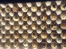 Jumbo Coturnix Quail Hatching Eggs