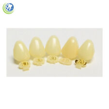 Dental Polycarbonate Temporary Crowns 30 Urc Upper Right Cuspid 5pack