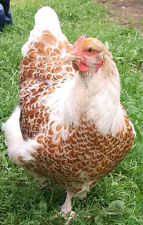 Presale 8 Eggs Of Bbs Blue Laced Goldred English Orpington Project Color