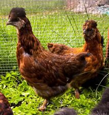 Fertile Chicken Hatching Eggs Silkie Rhode Island Red Mix 6