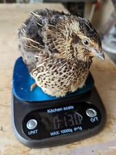 25 Jumbo Wild Coturnix Quail Hatching Eggs For Meat Egg