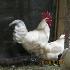 12 Highest Quality Bresse Chicken Fertile Hatching Eggs.