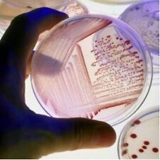 5g Laboratory Grade Nutrient Agar Kit Makes 12 Petri Dishs Science Fair Freeship