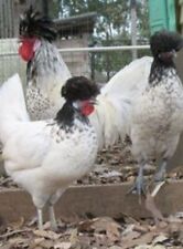 12 Assorted Chicken Hatching Eggs Healthy Flock