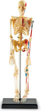 Model Skeleton Anatomical Human Anatomy Medical Stand Skull Quality Teaching