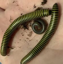 5 Live Bumblebee Millipede For Sale Educational Pet Reptile Feeder Live Insects