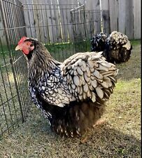6 Black Silver Laced English Orpington Chicken Hatching Eggs