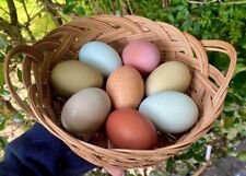 12 Rainbow Chicken Hatching Eggs Healthy Flock - Not Barnyard Mix