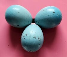 18 Lil Bleu Japanese Quail Hatching Eggs