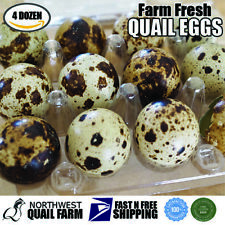 Fresh N Tasty Jumbo Coturnix Quail Eggs 4 Dozen Free Shipping
