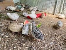 72 Jumbo Coturnix Quail Fertile Hatching Eggs - 6 Dozen In Foam Shipping Extra