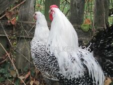 10 Super Rare Silver Deathlayer Chicken Fertile Hatching Eggs