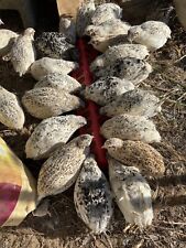 55 Jumbo Coturnix Quail Fertile Hatching Eggs - Fertilized Hatch Egg Rare Colors
