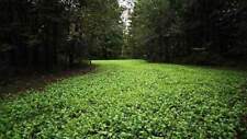 5 Lbs Ground Hog Radish Forage Seed For Deer Food Plot Crop Cover Annual Growth