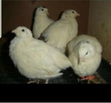 24 Fertile Jumbo Texas Am Quail Hatching Eggs Meat Egg Birds