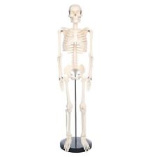 Breesky Scientific Human Skeleton Model For Anatomy 33.4 Skeleton Model Wi...