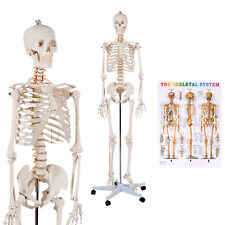 70.8 Life-size Skeleton Model Human Anatomy Medical Students Wrolling Stand
